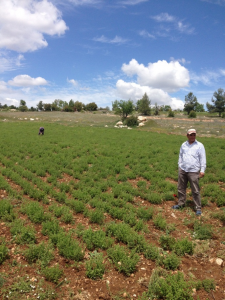 Oregano Feld mit Bauern