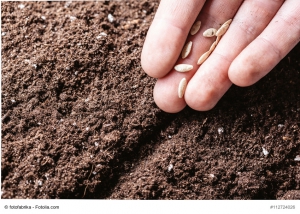 Closeup of a males hand planting seeds