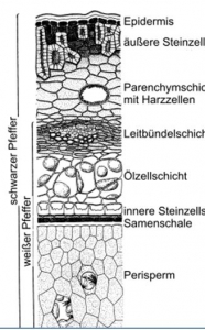 pfefferzelle-deutsch