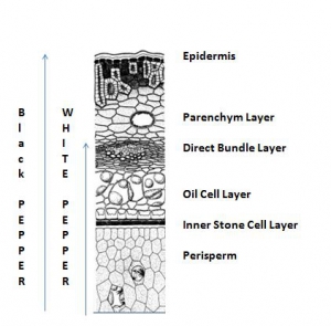 pfefferzelle-engl