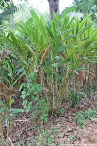 Cardamom Plant