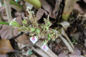 Cardamom shaft with blossom and capsule