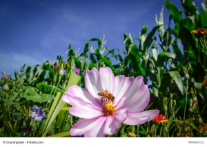 Blühstreifen am Feldrand - mit Biene auf pinker Wildblume
