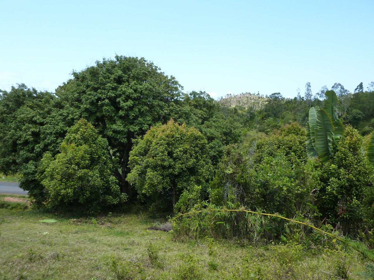 Nelkenbaum Madagaskar