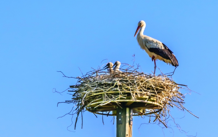 A stork with baby stork in the nest.